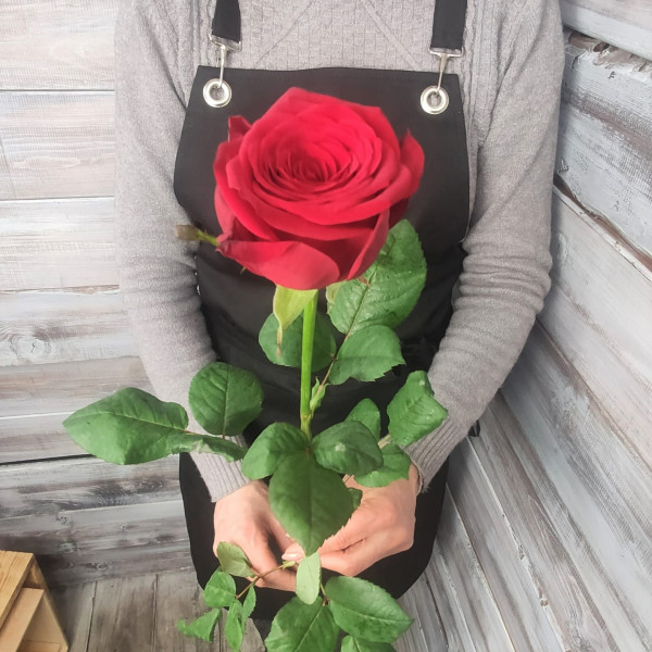 Роза сорта Рэд Наоми 60 см