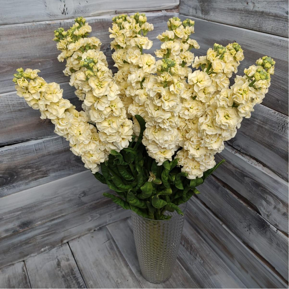 Маттиола кремовая - цветы с доставкой Ялта