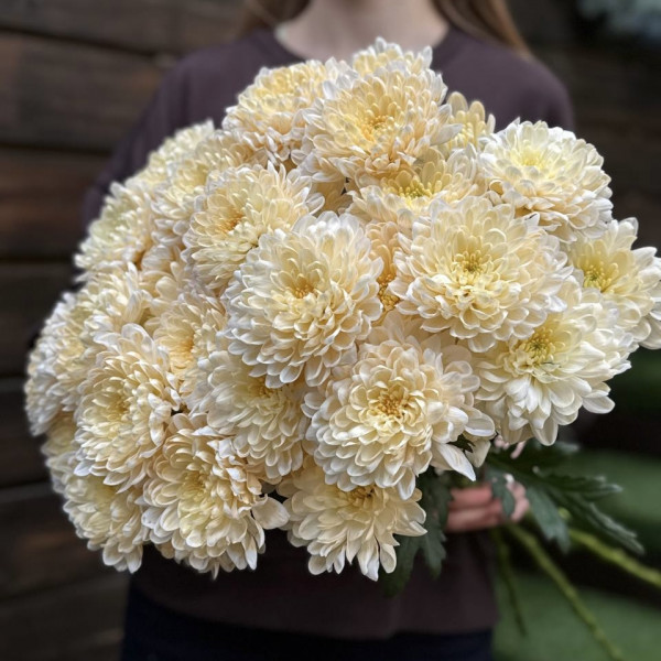 Хризантема Алтай (бежевая)