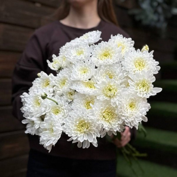 Хризантема Алтай (белая)