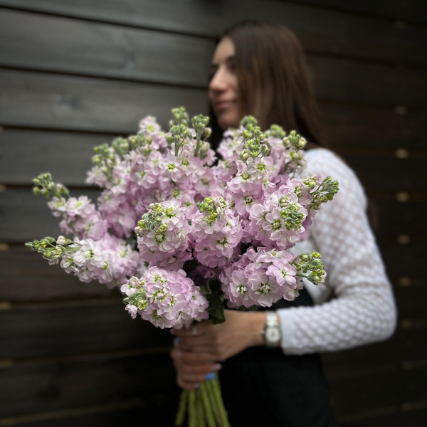 Маттиола сиреневая 