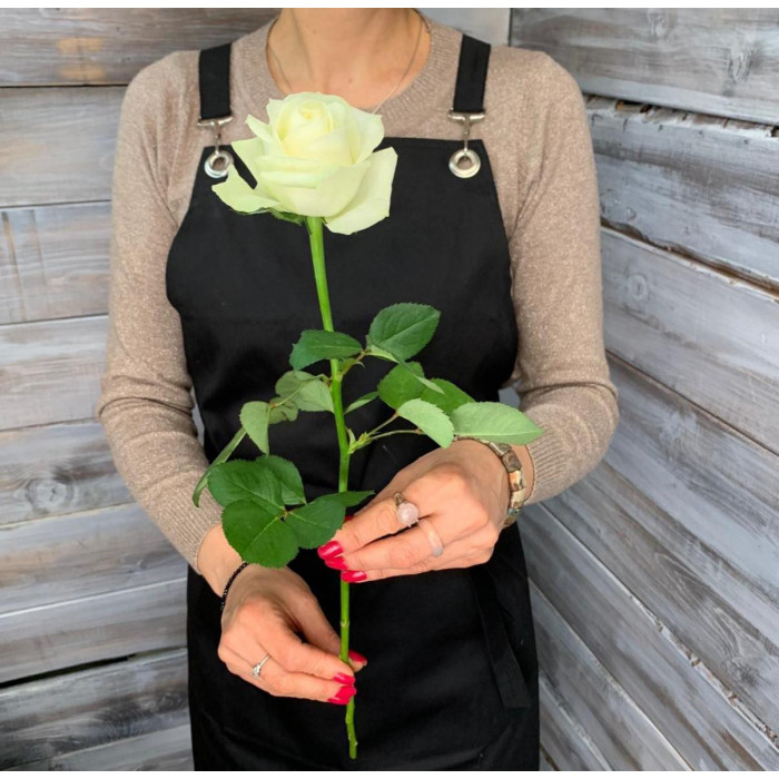 Роза Аваланч белая - цветы с доставкой Ялта