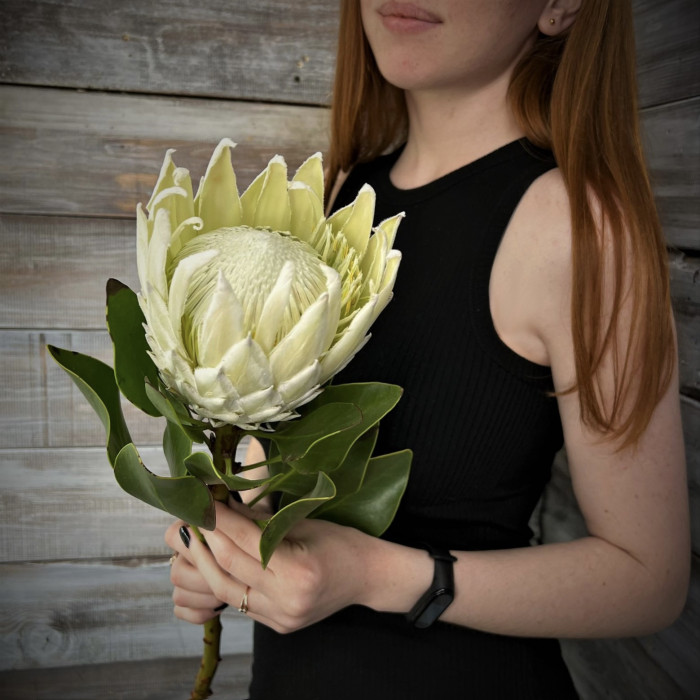 Протея Королевская (белая) - доставка цветов Ялта 