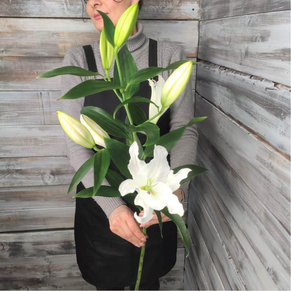 "Лилия" - купить цветы в Ялте